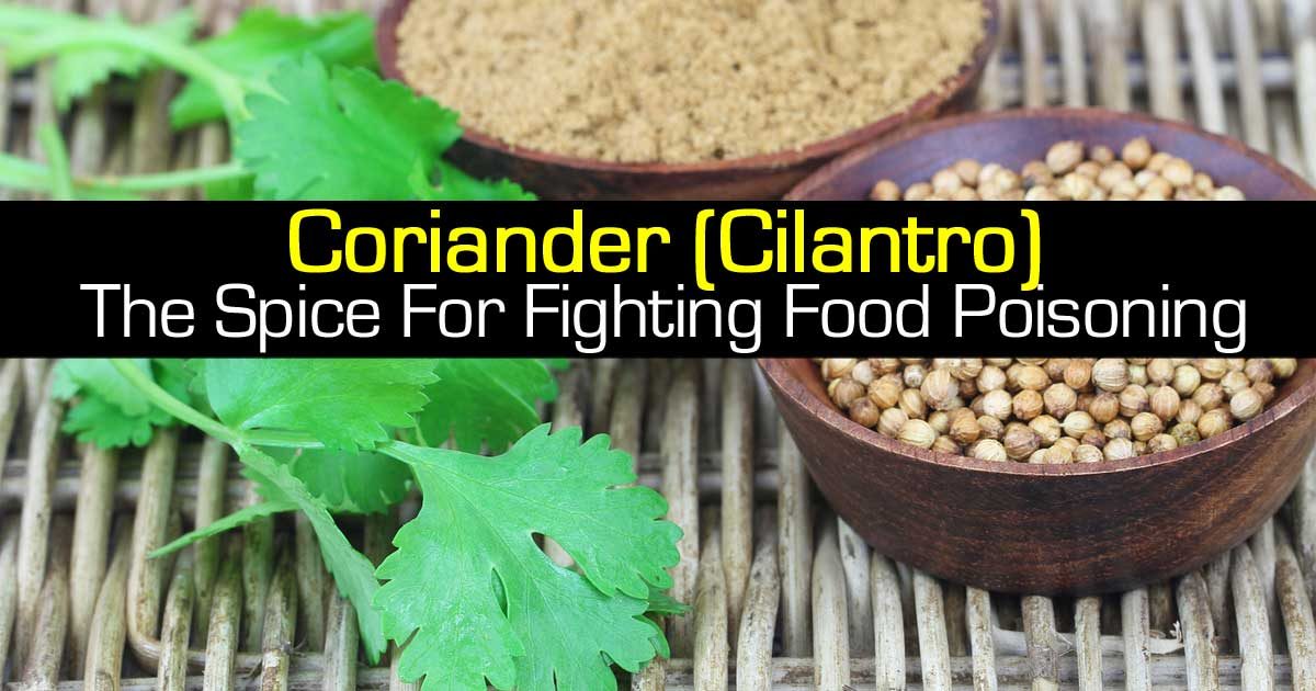 Coriander (Cilantro) The Spice For Fighting Food Poisoning
