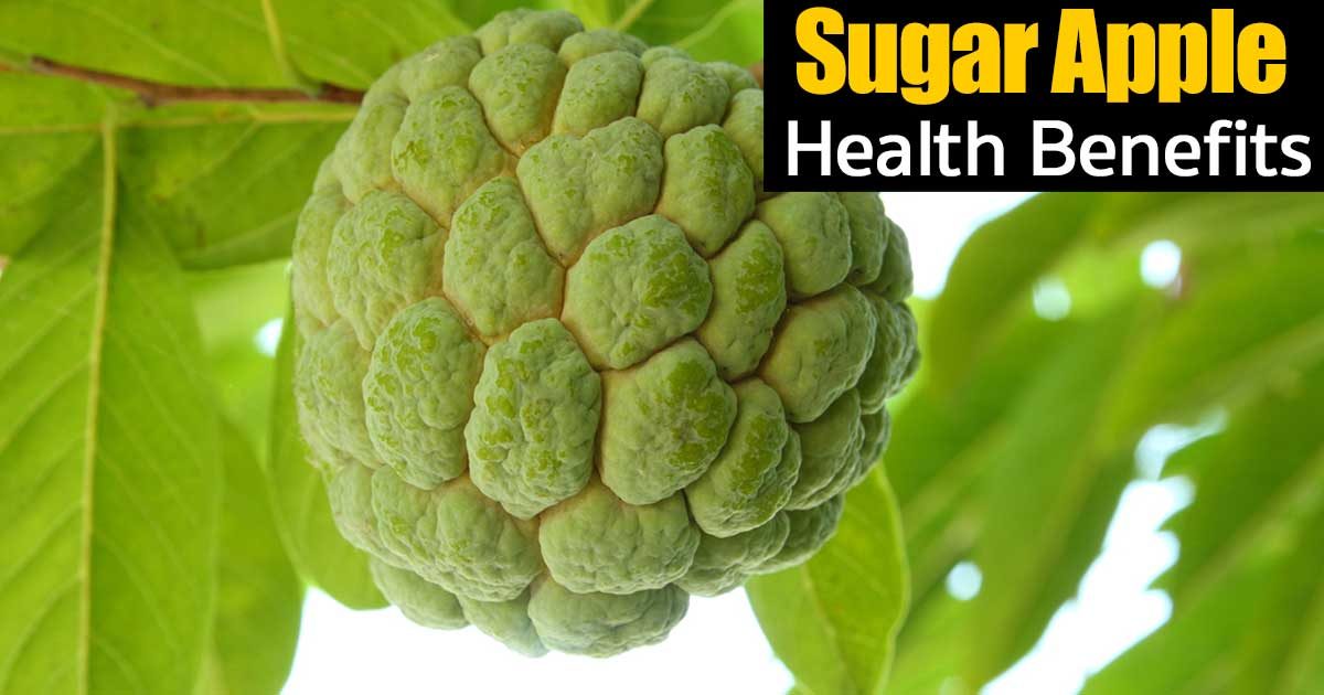 Are Sugar Apples Good For You, and What Are Their Health Benefits?