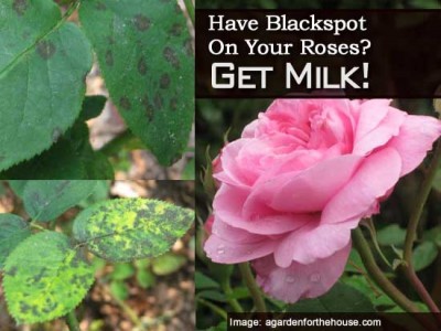 Black Spot On Roses Natural Treatment Black Spot On Roses Natural Treatment